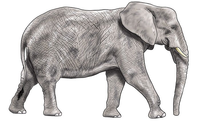 Elephant Drawing: A Complete Guide to Creating Stunning Elephant Art elephant drawing